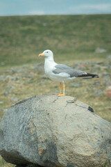 Zoom Seagull on Rock Green Field Photograph