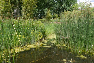 Feuchtbiotop im Müga-Park in Mülheim an der Ruhr