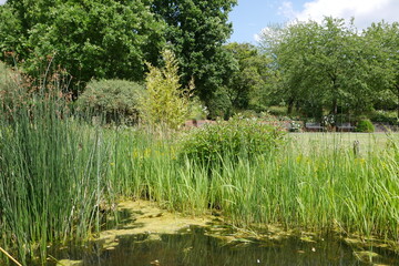 Feuchtbiitop im Müga-Park in Mülheim an der Ruhr
