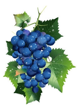 Branch Of Vineyard Blue Grapes PNG Isolated Illustration. 