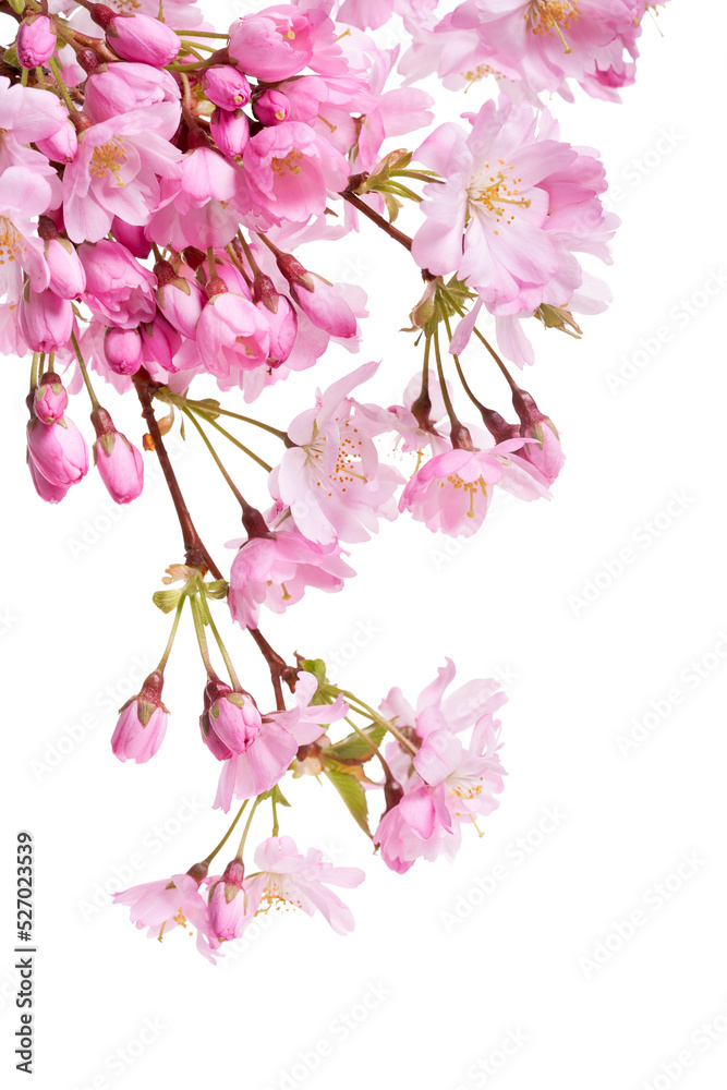 Wall mural pink spring cherry blossom flowers on a tree branch isolated against a flat background.