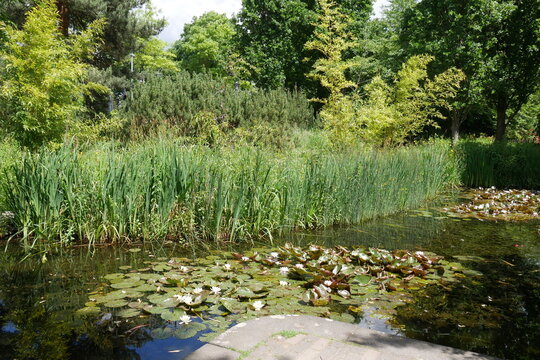 Teich mit Seerosen und Schilf im Müga-Park in Mülheim an der Ruhr