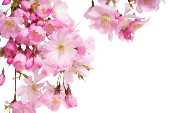 Pink spring cherry blossom flowers on a tree branch isolated against a flat background.