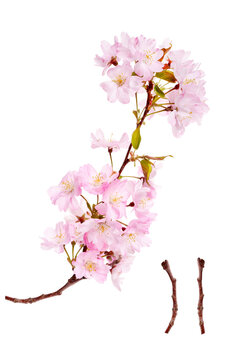 Pink spring cherry blossom flowers on a tree branch isolated against a flat background.