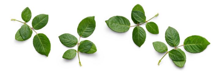 A collection of small rose leaf twigs with five leaves isolated against a flat background.