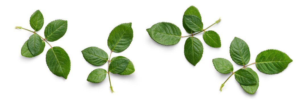 A collection of small rose leaf twigs with five leaves isolated against a flat background.