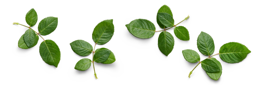 A collection of small rose leaf twigs with five leaves isolated against a flat background.