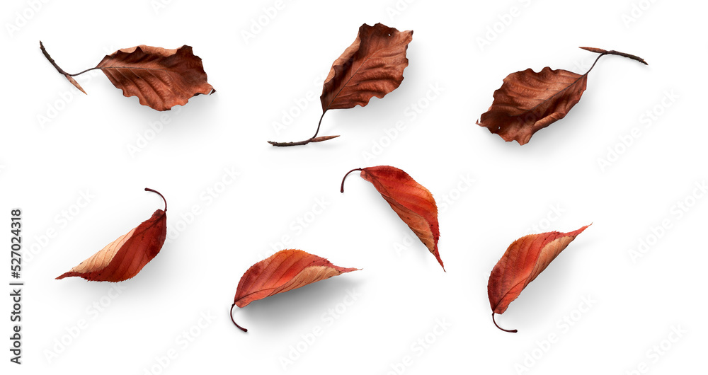 Wall mural a collection of dried, dry autumn tree leaves isolated on a flat background for autumn designs.