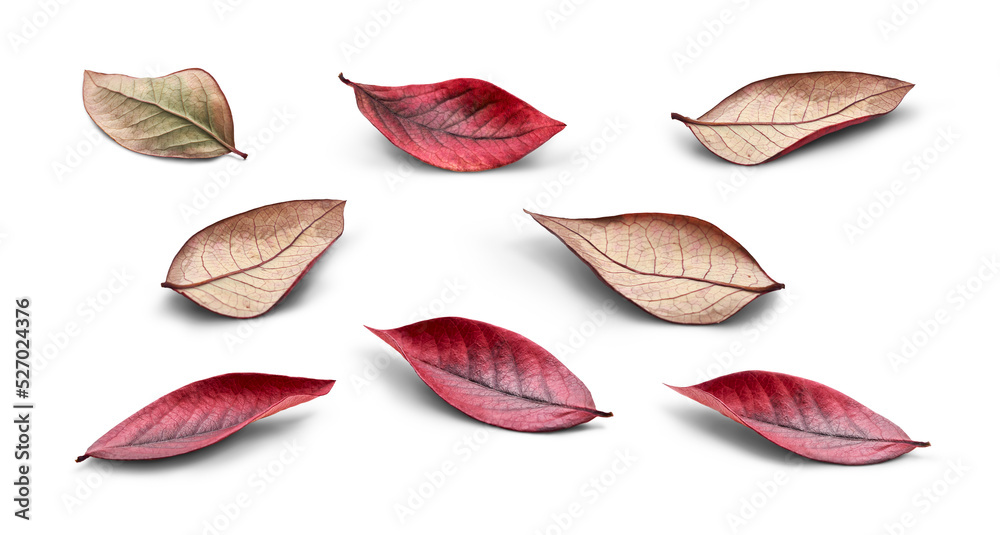 Poster a collection of rustic autumn golden red and brown leaves showing the veins of the leaf isolated on 