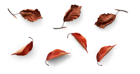 Fototapeta A collection of dried, dry autumn tree leaves isolated on a flat background for autumn designs. obraz