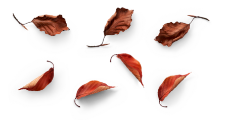 A collection of dried, dry autumn tree leaves isolated on a flat background for autumn designs.