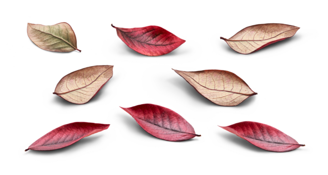 A collection of rustic autumn golden red and brown leaves showing the veins of the leaf isolated on a flat background.