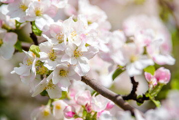 Fototapeta na wymiar appletree blossom branch in the garden in spring 