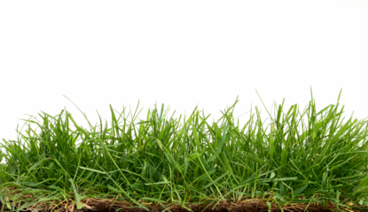 Fresh green grass isolated against a transparent background