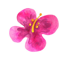Watercolor illustration. Bright Hawaiian hibiscus flower isolated on white background