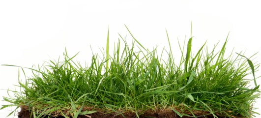 Fresh long green grass isolated against a flat background