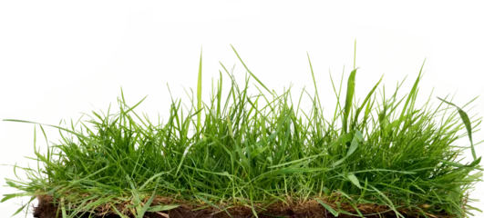 Abwaschbare Fototapete Gras Frisches langes grünes Gras getrennt gegen einen flachen Hintergrund