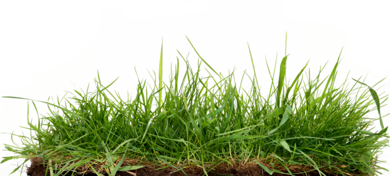 Fresh long green grass isolated against a flat background