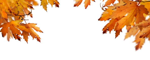 The golden orange brown colour of maple tree leaves in autumn. Winter tree canopy foliage isolated against a flat background.