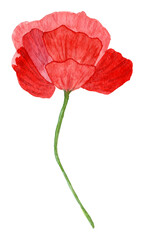 Set of watercolor flowers isolated on white background. Blue Ukrainian clipart. Hand drawn wildflowers illustration. Autumn design fashion fabric, textile, cover, wrapping paper product, blog, cloth