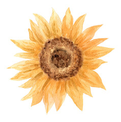 Hand drawn watercolor sunflower flower. Hand painted illustration isolated on white background. Summer sunflowers design logo, wedding decor, floral decoration, textile, tattoo, icon, card, fabric.