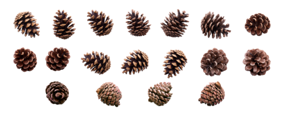 A collection of small pinecones for Christmas tree decoration isolated against a transparent background.