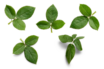 A collection of rose leaf twigs with three leaves isolated against a flat background.