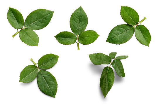 A collection of rose leaf twigs with three leaves isolated against a flat background.