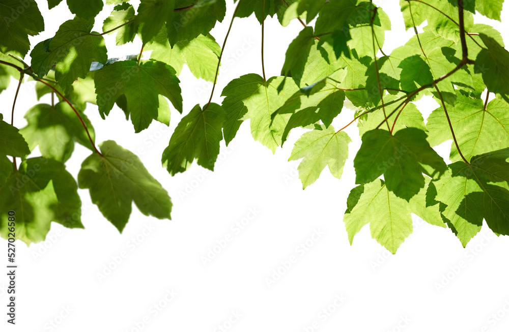 Wall mural fresh spring green colour of sycamore tree leaves in summer, tree canopy foliage isolated against a 