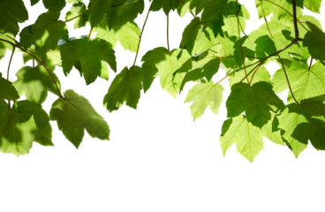 Fresh spring green colour of sycamore tree leaves in summer, tree canopy foliage isolated against a flat background.