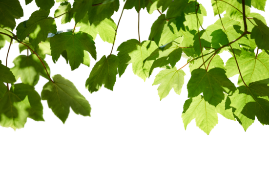 Fresh spring green colour of sycamore tree leaves in summer, tree canopy foliage isolated against a flat background.