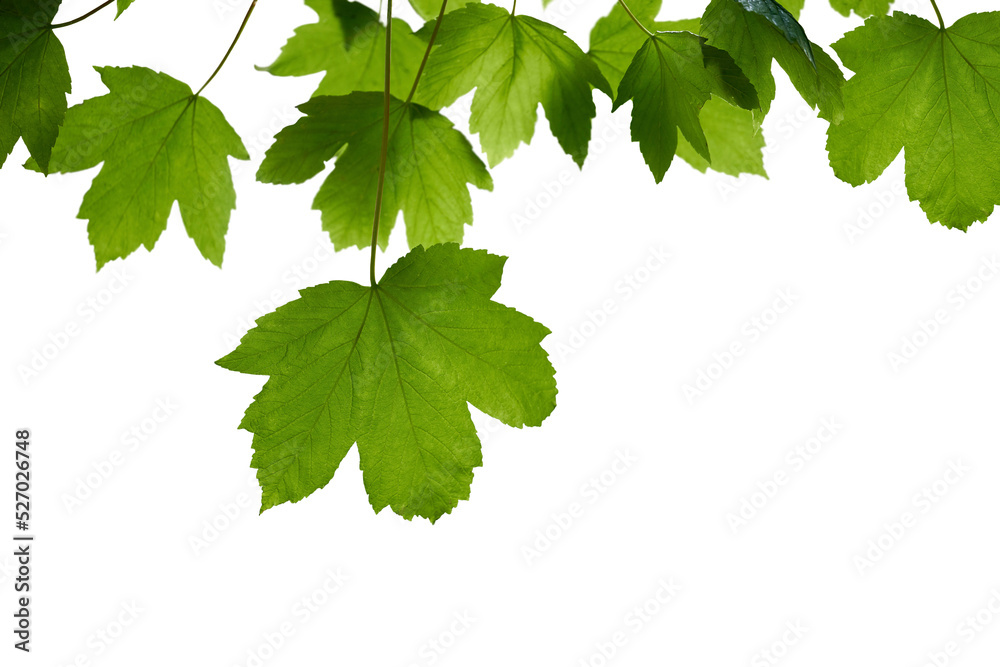 Wall mural fresh spring green colour of sycamore tree leaves in summer, tree canopy foliage isolated against a 