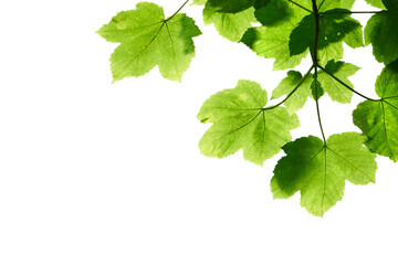Fresh spring green colour of sycamore tree leaves in summer, tree canopy foliage isolated against a...
