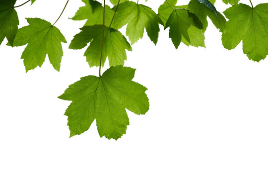 Fresh spring green colour of sycamore tree leaves in summer, tree canopy foliage isolated against a flat background.