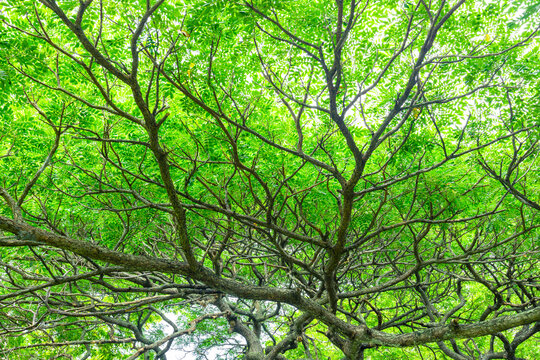 green branches