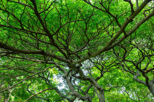 green tree branches