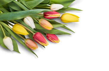 A top view, closeup of a collection of red, yellow and white tulip flowers isolated on a flat table top.