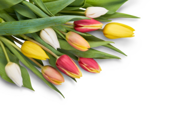 A top view, closeup of a collection of red, yellow and white tulip flowers isolated on a flat table top.