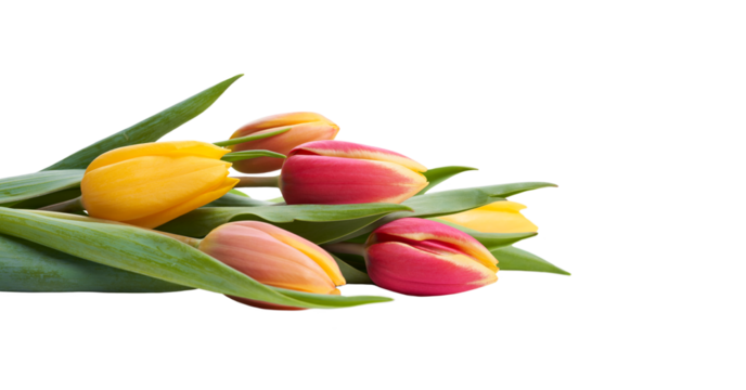 A side view, closeup of a collection of red, yellow and white tulip flowers isolated on a flat table top.