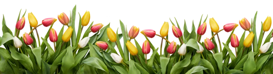 Foto auf Acrylglas Red, yellow and white tulip flowers and leaves border isolated on a flat background. © Duncan Andison