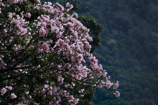 Sri Trang trees are in full bloom purple flowers, mountain background.