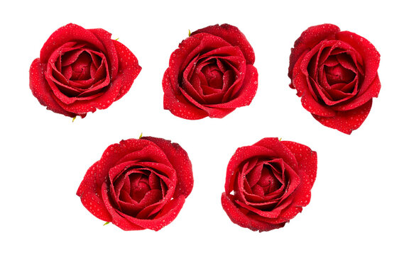 Wet Valentines Red Roses with dew drops isolated on a flat background