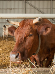 Brown cow chewing hay. Herd of cows and bulls in cowshed. Animal husbandry. Mammals on farm.