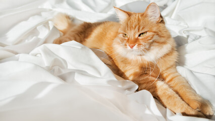 Cute ginger cat is lying in bed. Fluffy pet has a nap ion white linen. Cozy morning at bedroom....
