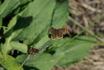 Brown argus (aricia agestis) butterfly perched on grass in Zurich, Switzerland