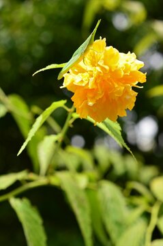 八重山吹images Browse 75 Stock Photos Vectors And Video Adobe Stock