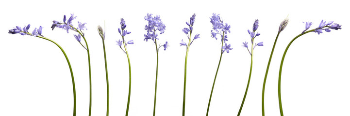 A collection of real bluebell flowers isolated on a flat background