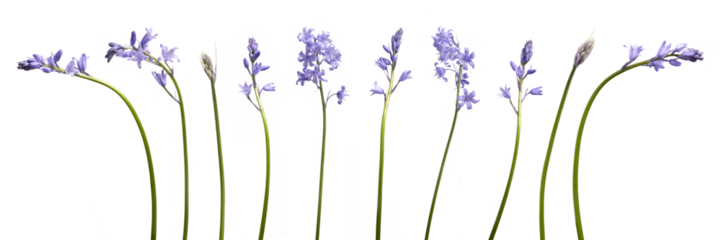 A collection of real bluebell flowers isolated on a flat background