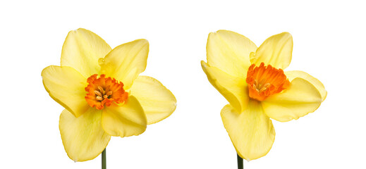 Two yellow daffodil flowers isolated against a flat background. - obrazy, fototapety, plakaty