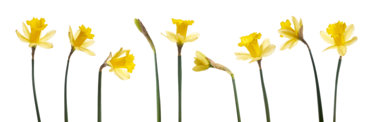 A collection of yellow daffodils flowers isolated against a flat background.